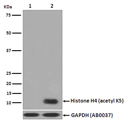 Western blot analysis of Histone H4 (acetyl K5) expression in (1) Untreated HeLa HeLa cell lysate; (2) TSA treated HeLa cell lysate.