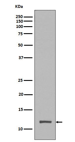 Western blot analysis of Histone H4 (tri methyl K20) expression in HeLa cell lysate.