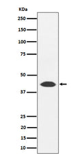 Western blot analysis of NUDT19 expression in 293T cell lysate.