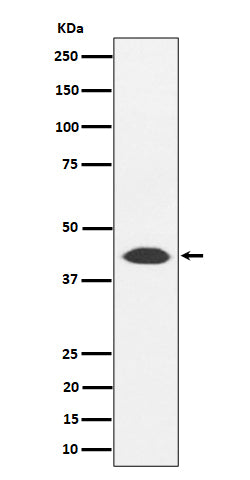 Western blot analysis of NUDT19 expression in 293T cell lysate.