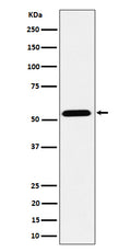 Western blot analysis of ENPP5 expression in MCF7 cell lysate.