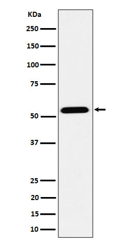 Western blot analysis of ENPP5 expression in MCF7 cell lysate.