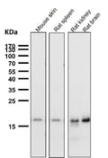 All lanes use the Antibody at 1:2K dilution for 1 hour at room temperature.