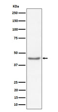 Western blot analysis of RBMXL2 expression in HeLa cell lysate.