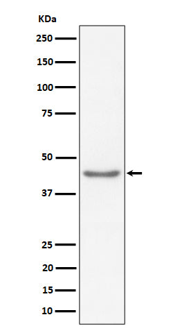 Western blot analysis of RBMXL2 expression in HeLa cell lysate.