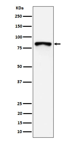 Western blot analysis of MS4A14 expression in MCF7 cell lysate.