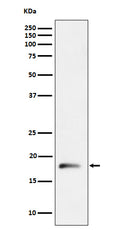 Western blot analysis of RPL26L1 expression in HepG2 cell lysate.