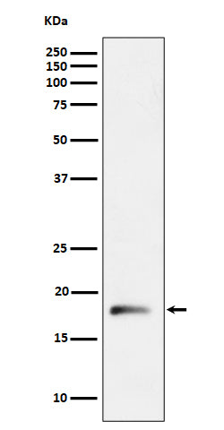 Western blot analysis of RPL26L1 expression in HepG2 cell lysate.