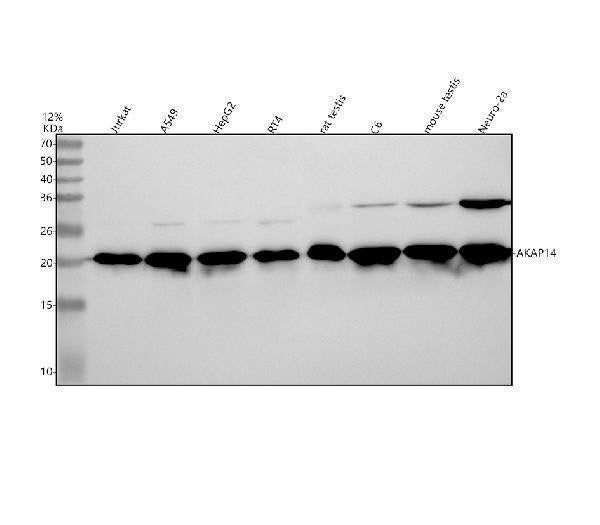Anti-AKAP14 Rabbit Monoclonal Antibody