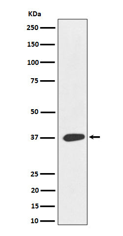 Western blot analysis of MAS1L expression in 293T cell lysate.