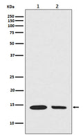 Western blot analysis of Calreticulin expression in (1) NIH/3T3 cell lysate; (2) A549 cell lysate.