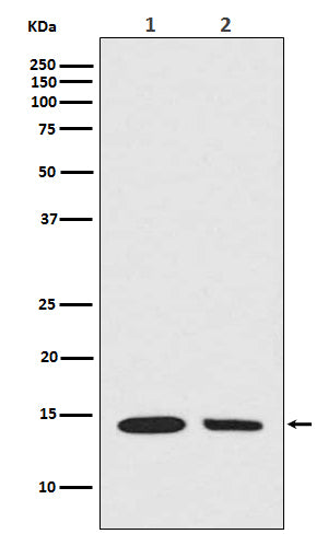 Western blot analysis of Calreticulin expression in (1) NIH/3T3 cell lysate; (2) A549 cell lysate.