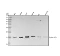 Anti-Histone H2A HIST1H2AB Rabbit Monoclonal Antibody