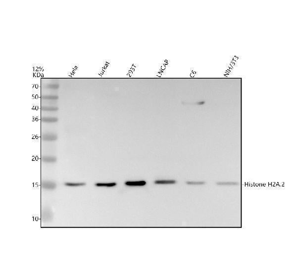 Anti-Histone H2A HIST1H2AB Rabbit Monoclonal Antibody