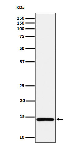 Western blot analysis of Histone H2A (mono methyl K118) expression in HeLa cell lysate.