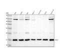 Anti-Histone H2A.Z H2afz Rabbit Monoclonal Antibody