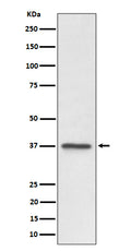 Western blot analysis of C3orf38 expression in U87-MG cell lysate.