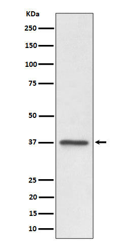 Western blot analysis of C3orf38 expression in U87-MG cell lysate.