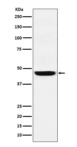 Western blot analysis of SEC61A expression in A431 cell lysate.