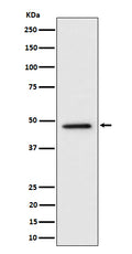 Western blot analysis of TOR4A expression in HeLa cell lysate.