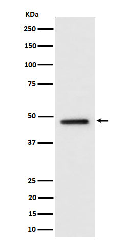 Western blot analysis of TOR4A expression in HeLa cell lysate.