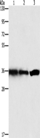 GNB1 Polyclonal Antibody – Figure 1 of 2