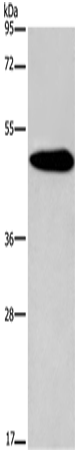KCNG2 Polyclonal Antibody – Figure 1 of 4