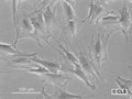 M2-10B4 cell