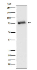 Western blot analysis of GRK3 expression in Ramos cell lysate.