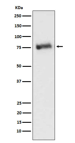 Western blot analysis of GRK3 expression in Ramos cell lysate.