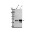 Anti-LY6A/Sca1 Rabbit Monoclonal Antibody