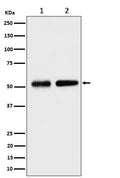 Western blot analysis of Septin 8 expression in (1) HeLa cell lysate; (2) NIH/3T3 cell lysate.