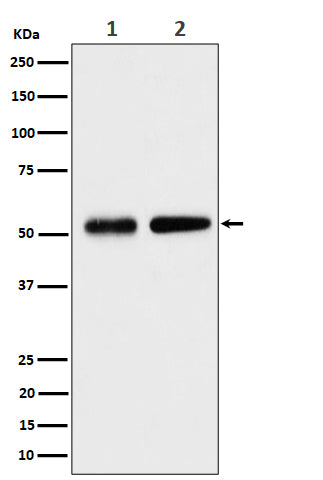 Western blot analysis of Septin 8 expression in (1) HeLa cell lysate; (2) NIH/3T3 cell lysate.