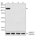 Western blot analysis of CRISPR-Cas9 SA expression in (1) 293T cell lysate transfected with CRISPR-Cas9 SA; (2) 293T cell lysate; (3) 3T3 cell lysate; (4) PC12 cell lysate.