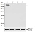 Anti-CRISPR-Cas9 SP Rabbit Monoclonal Antibody