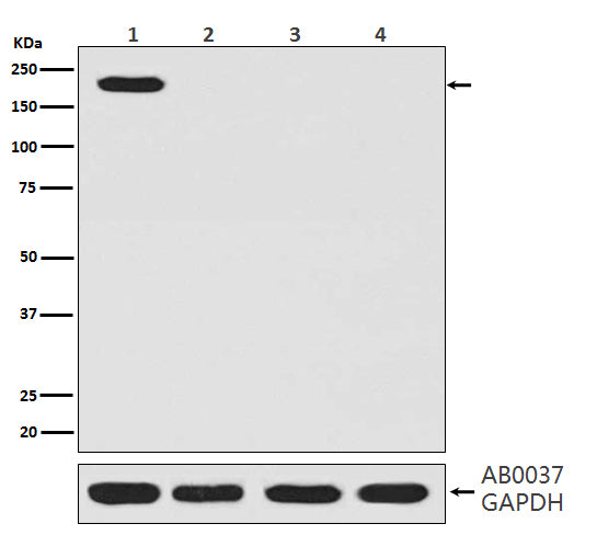 Anti-CRISPR-Cas9 SP Rabbit Monoclonal Antibody