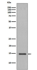 Western blot analysis of Histone H2B expression in Saccharomyces cerevisiae cell lysate.