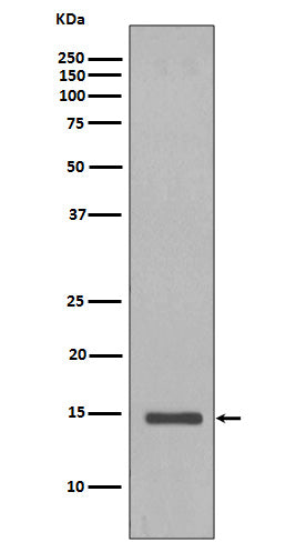 Western blot analysis of Histone H2B expression in Saccharomyces cerevisiae cell lysate.
