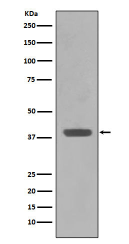 Western blot analysis of Maltose Binding Protein expression in E.coli lysate.