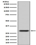 Western blot analysis of GFP expression in 293 cell lysate transfected with GFP.