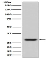 Western blot analysis of GFP expression in 293 cell lysate transfected with GFP.