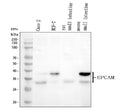 Anti-EpCAM/Trop1 Rabbit Monoclonal Antibody