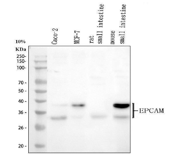 Anti-EpCAM/Trop1 Rabbit Monoclonal Antibody