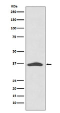 Western blot analysis of EpCAM expression in A431 cell lysate.