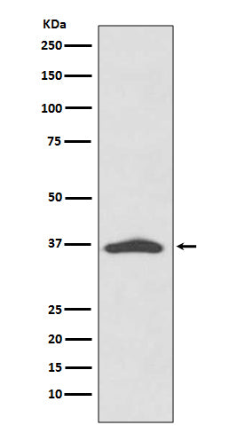 Western blot analysis of EpCAM expression in A431 cell lysate.