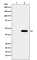 Western blot analysis of Flag-tagged protein expression in (1) 293T cell lysate; (2) 293T cell transfected with Flag-tagged protein lysate.