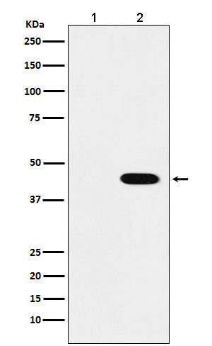 Western blot analysis of Flag-tagged protein expression in (1) 293T cell lysate; (2) 293T cell transfected with Flag-tagged protein lysate.
