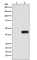 Anti-Flag-Tag Mouse Monoclonal Antibody