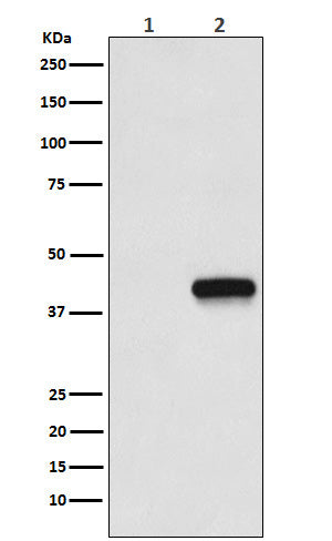 Anti-Flag-Tag Mouse Monoclonal Antibody