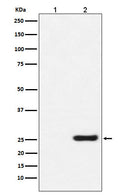 Western blot analysis of GST protein expression in (1) 293T cell lysate; (2) 293T cell transfected with GST protein lysate.